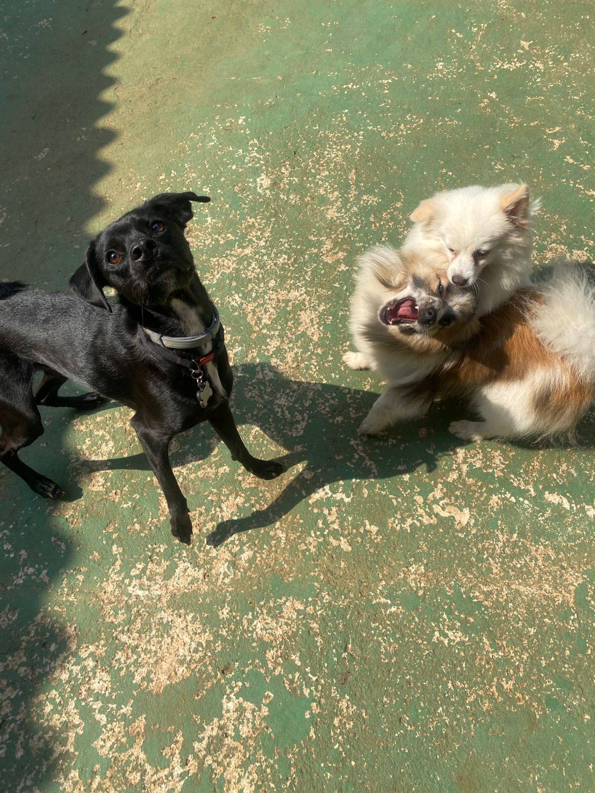 Foto do dia 05/03/2026 15:47  na clínica Animal House