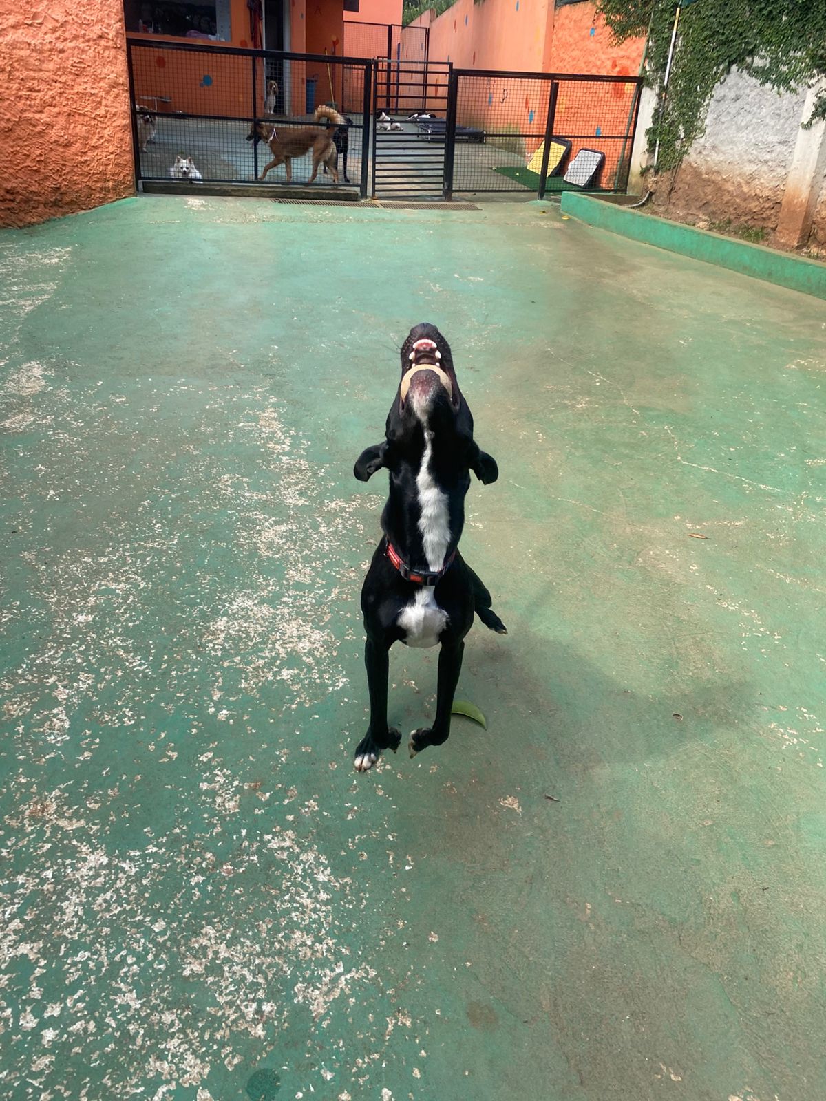 Foto do dia 05/03/2026 15:47  na clínica Animal House