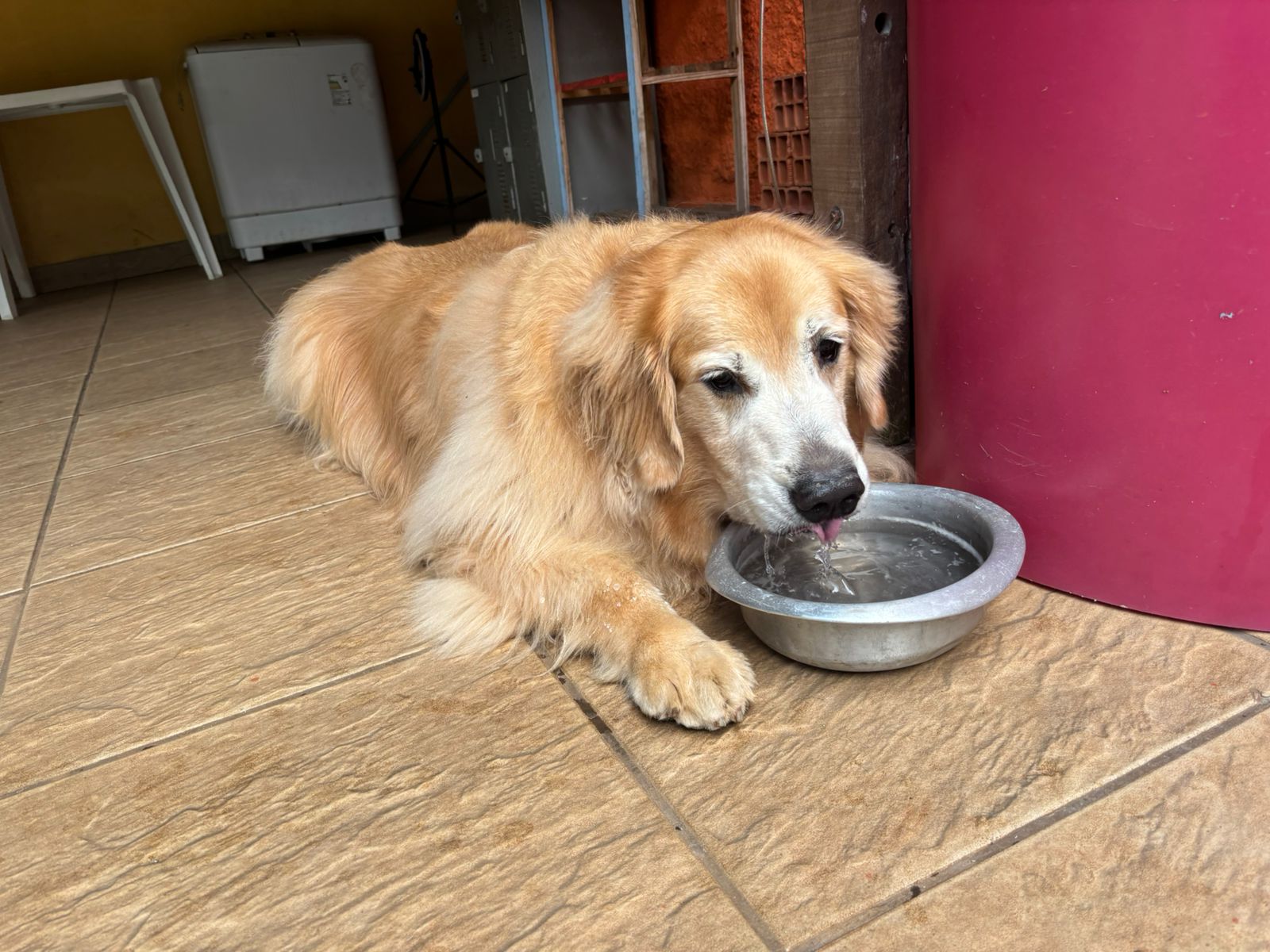 Foto do dia 06/03/2026 09:48  na clínica Animal House