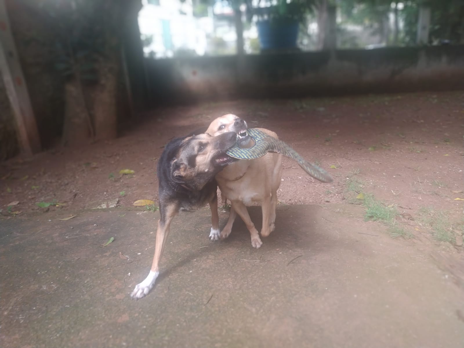 Foto do dia 06/03/2026 09:56  na clínica Animal House