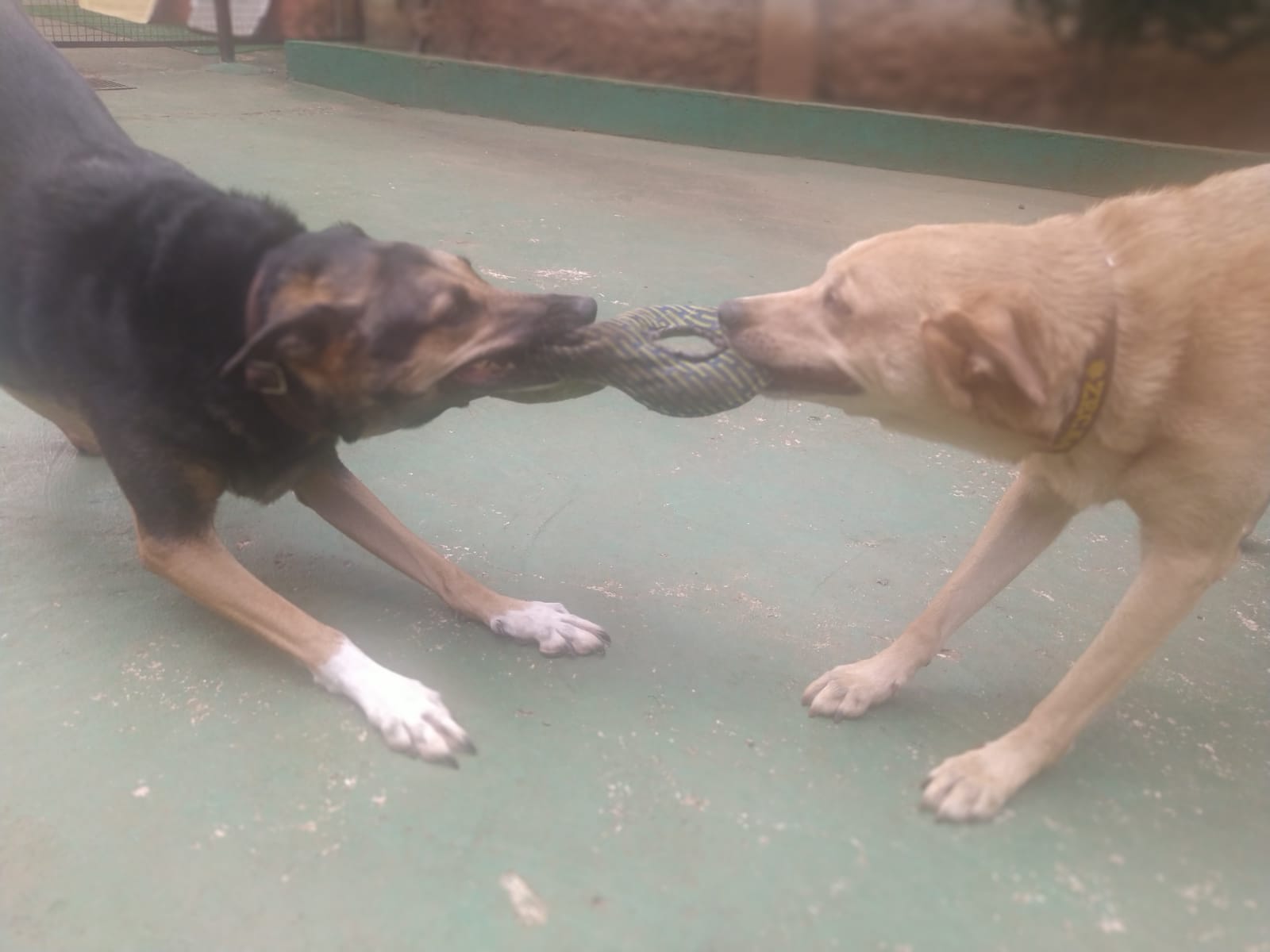 Foto do dia 06/03/2026 09:56  na clínica Animal House