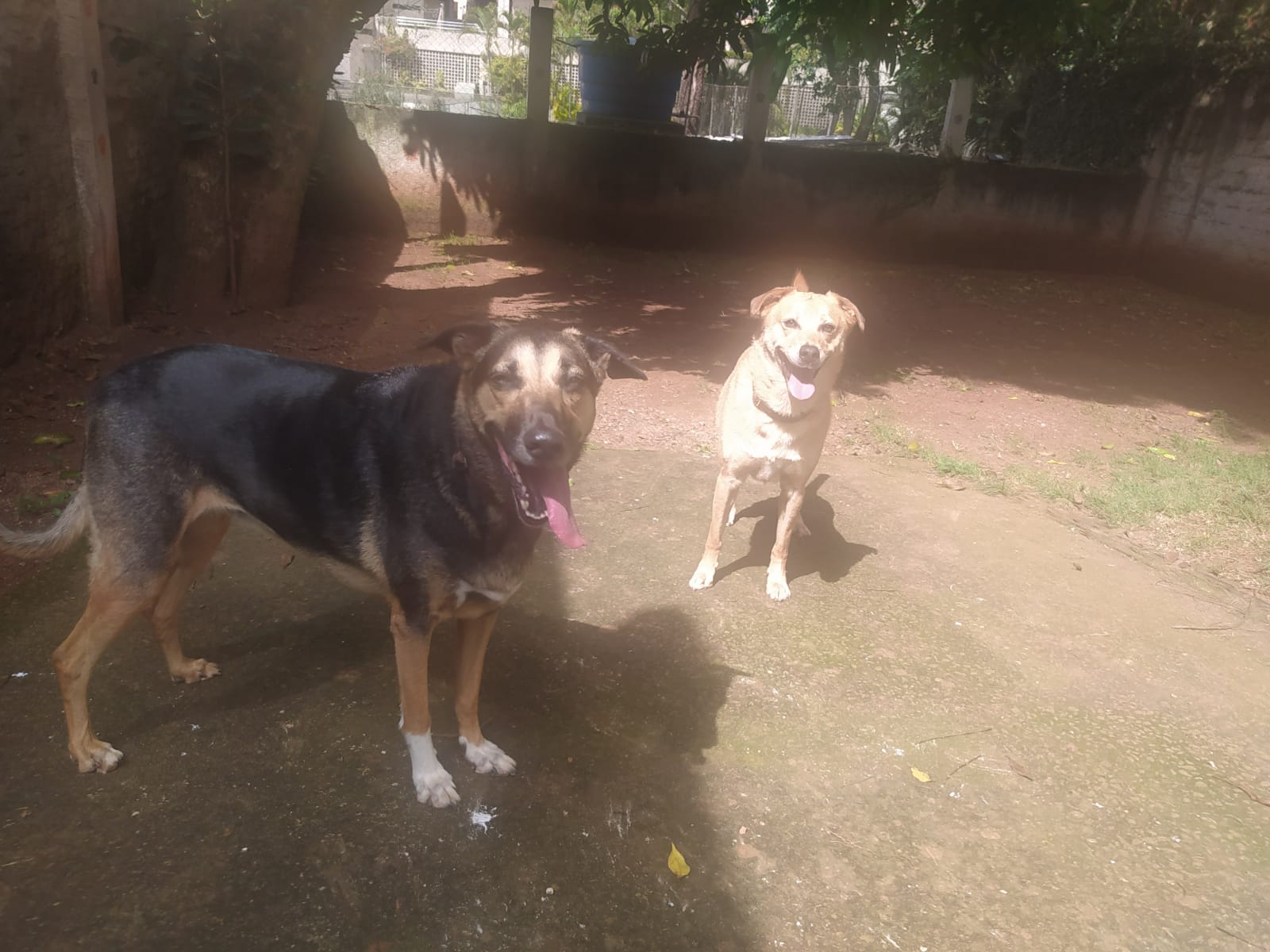 Foto do dia 06/03/2026 09:56  na clínica Animal House