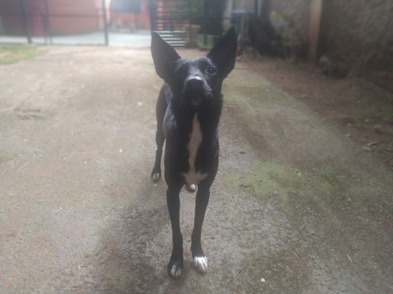 Foto do dia 06/03/2026 10:08  na clínica Animal House