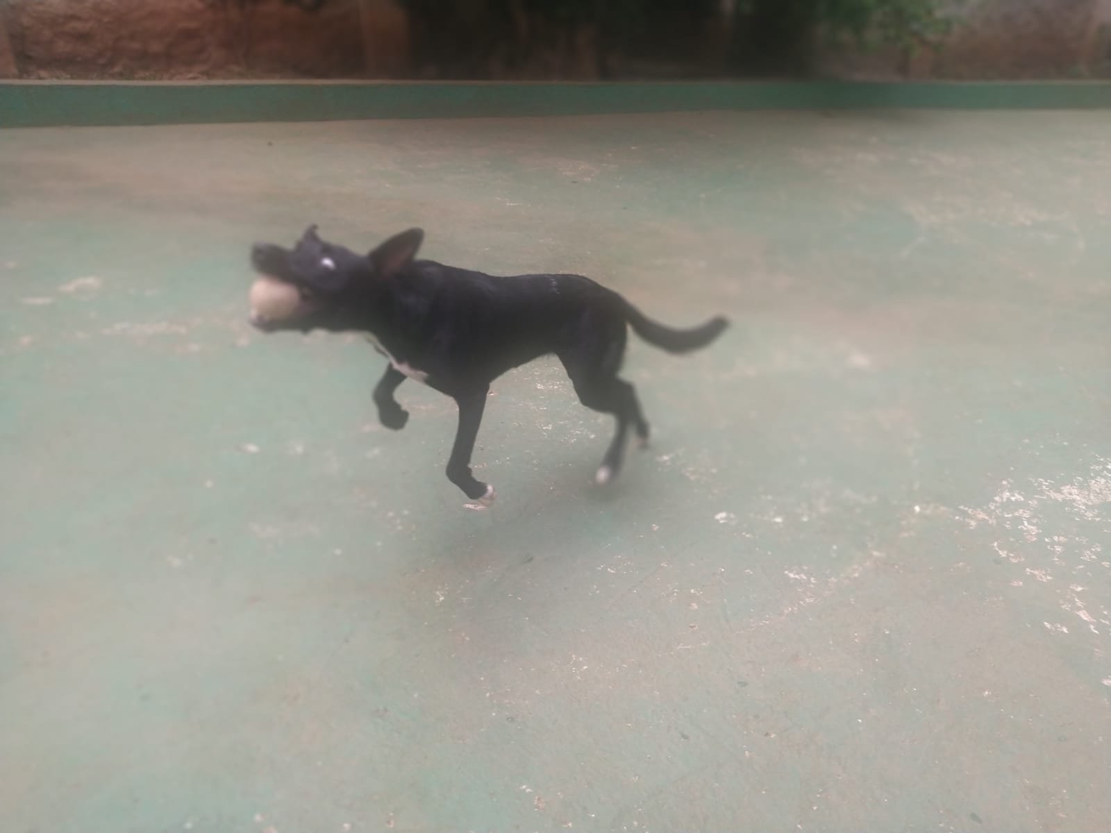 Foto do dia 06/03/2026 10:08  na clínica Animal House