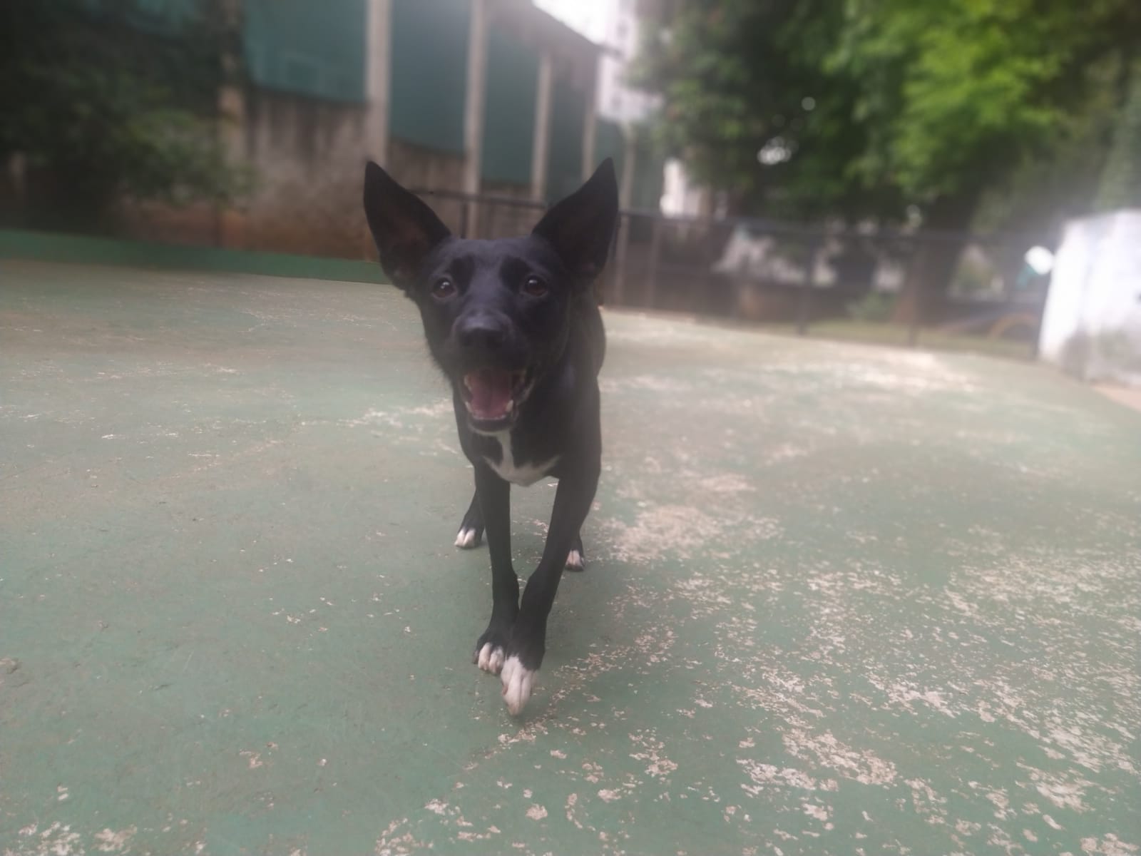 Foto do dia 06/03/2026 10:08  na clínica Animal House