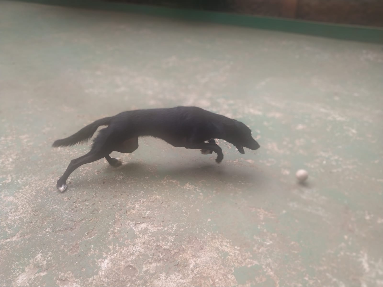 Foto do dia 06/03/2026 10:08  na clínica Animal House