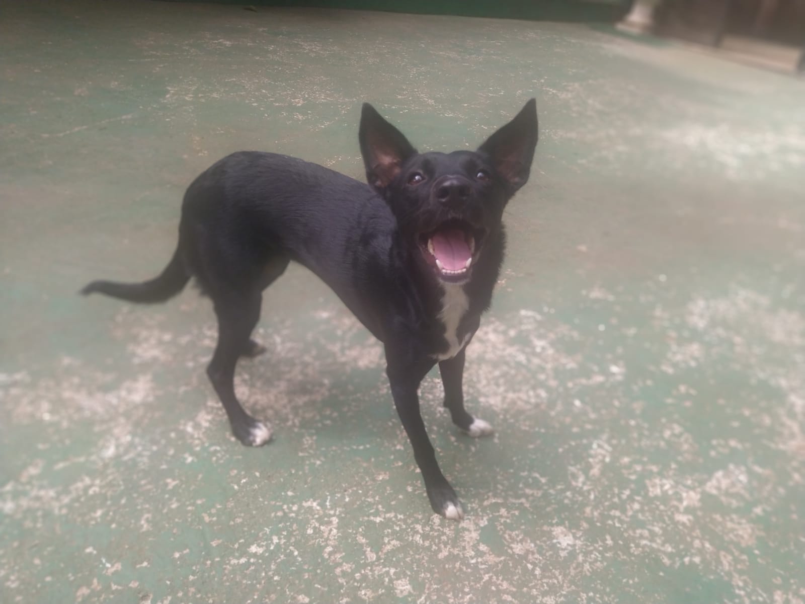 Foto do dia 06/03/2026 10:08  na clínica Animal House