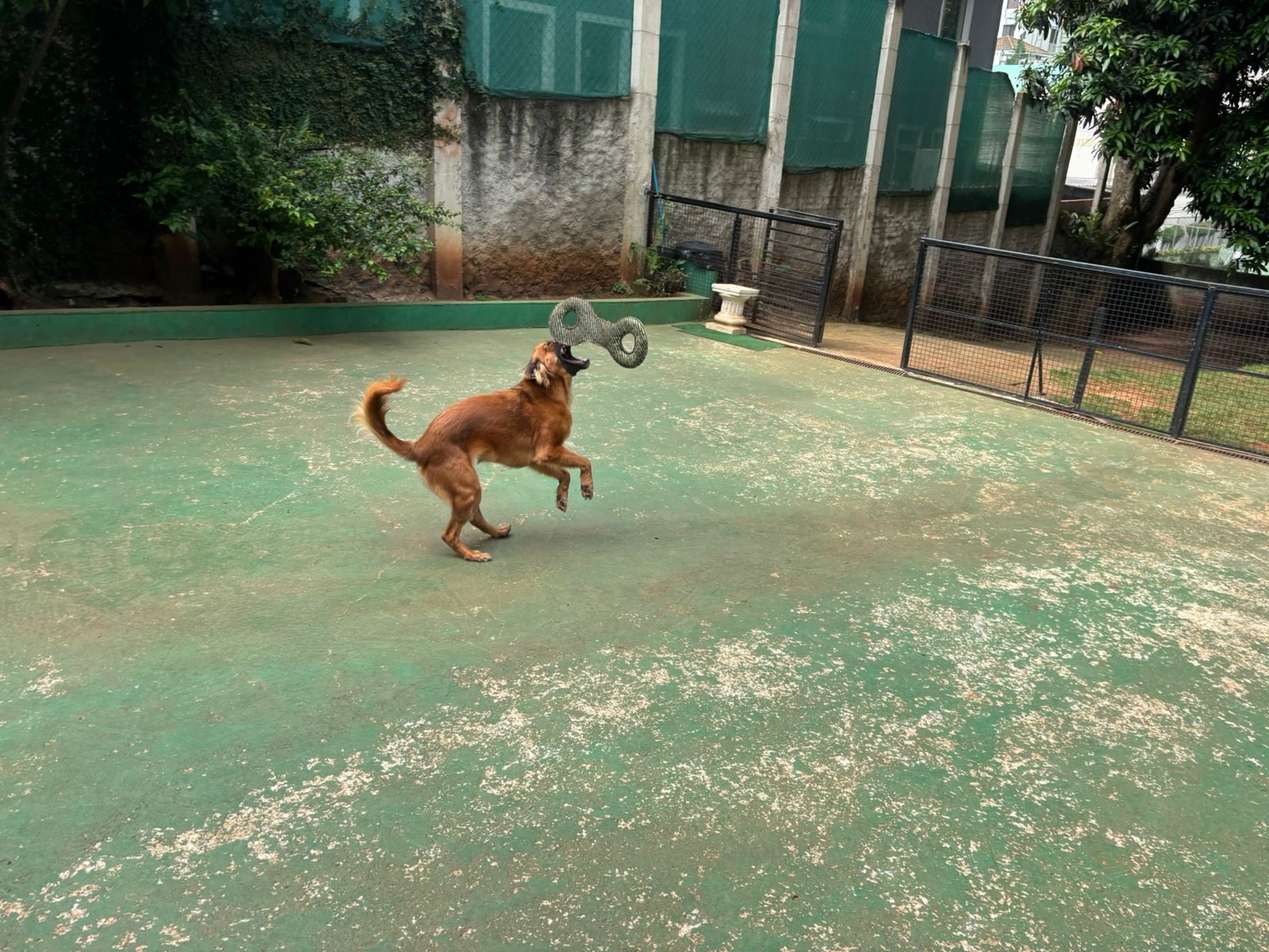 Foto do dia 06/03/2026 10:18  na clínica Animal House