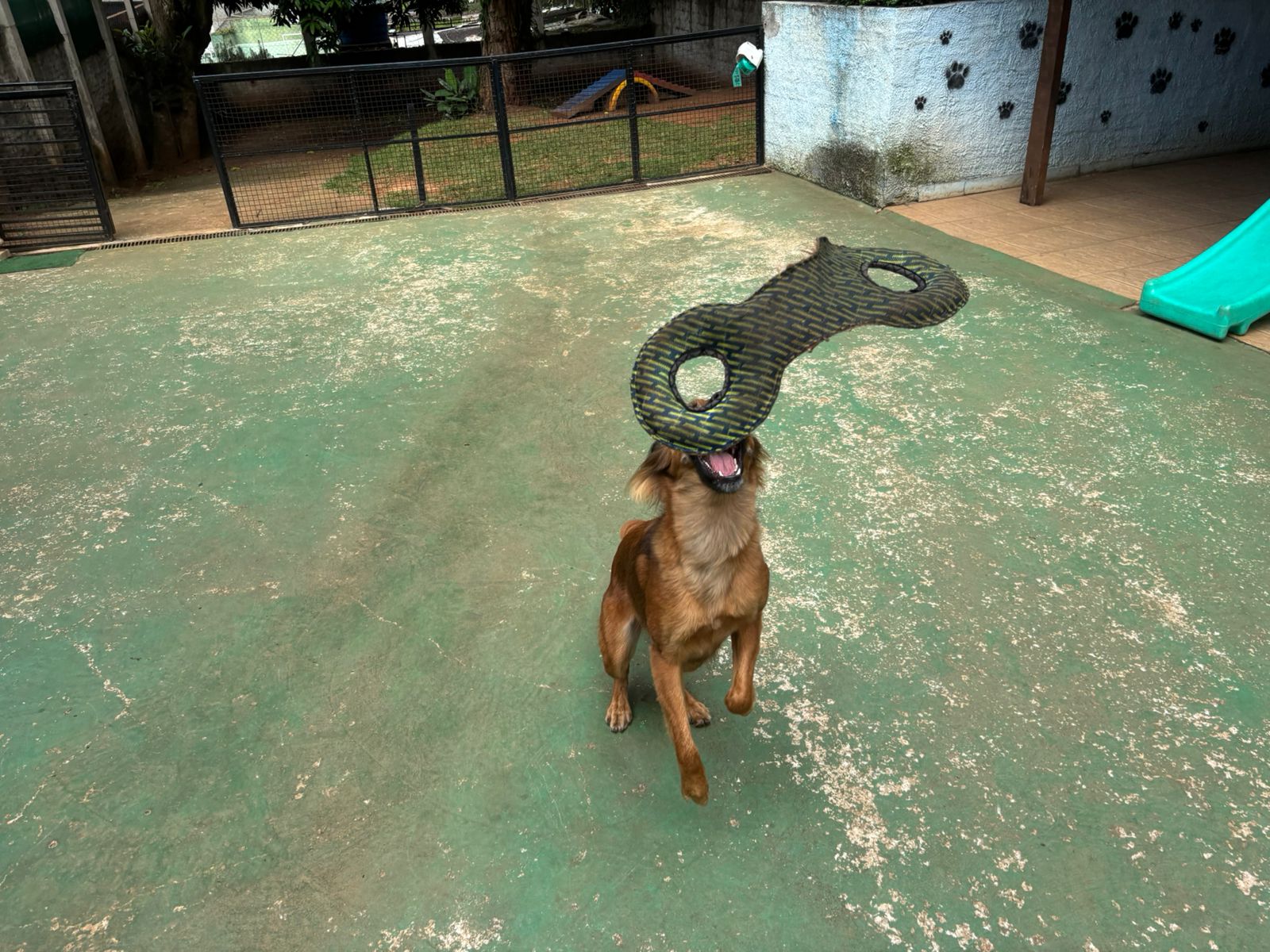 Foto do dia 06/03/2026 10:18  na clínica Animal House