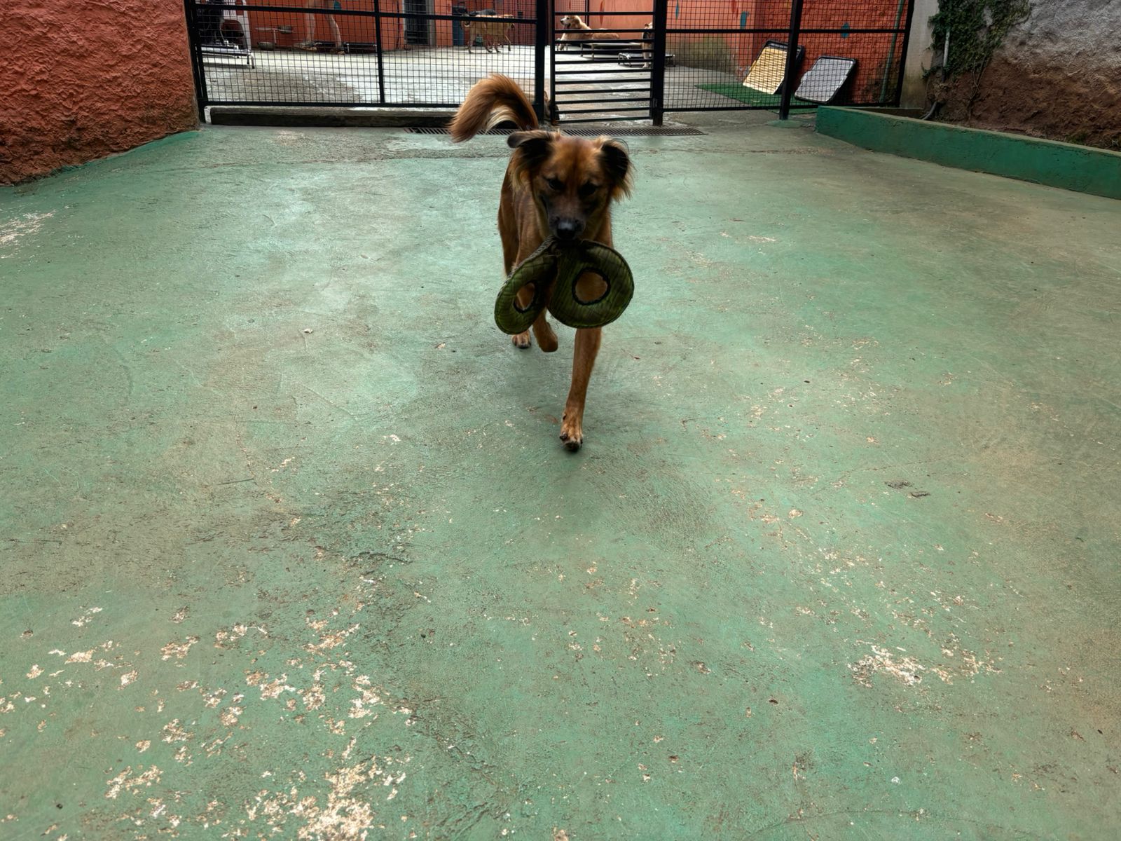 Foto do dia 06/03/2026 10:18  na clínica Animal House