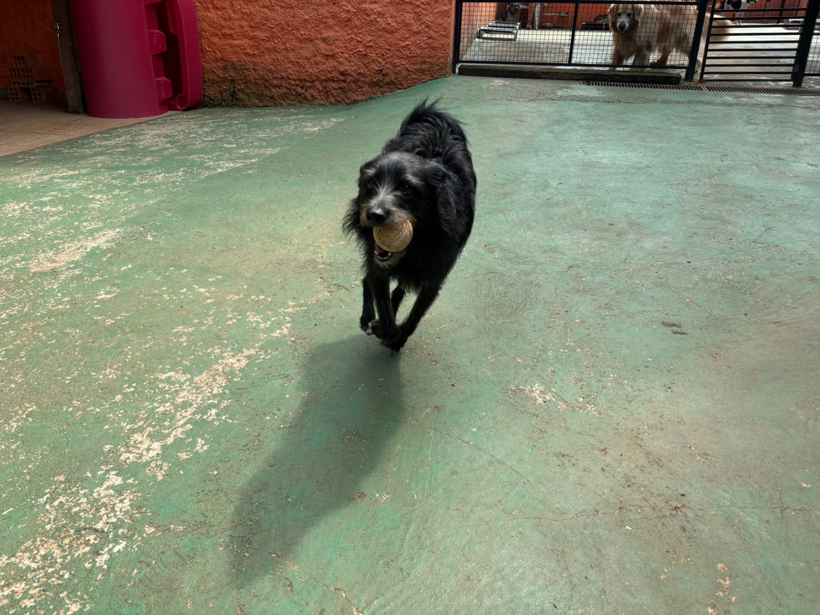 Foto do dia 06/03/2026 10:41  na clínica Animal House