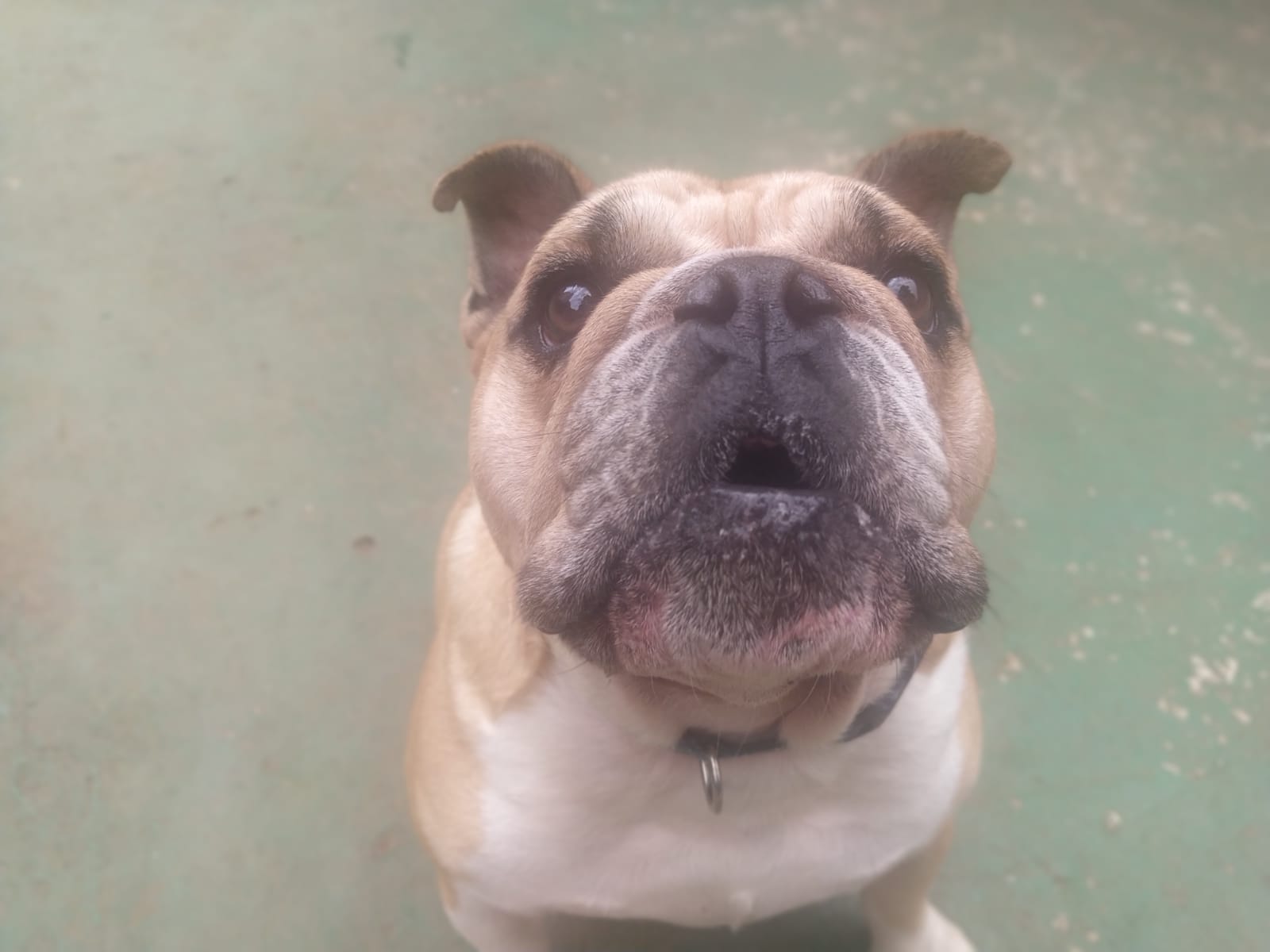 Foto do dia 06/03/2026 10:56  na clínica Animal House