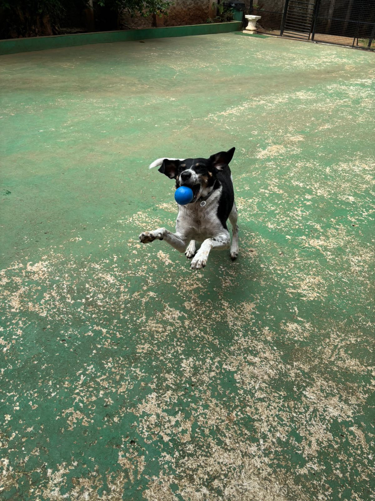 Foto do dia 06/03/2026 11:02  na clínica Animal House