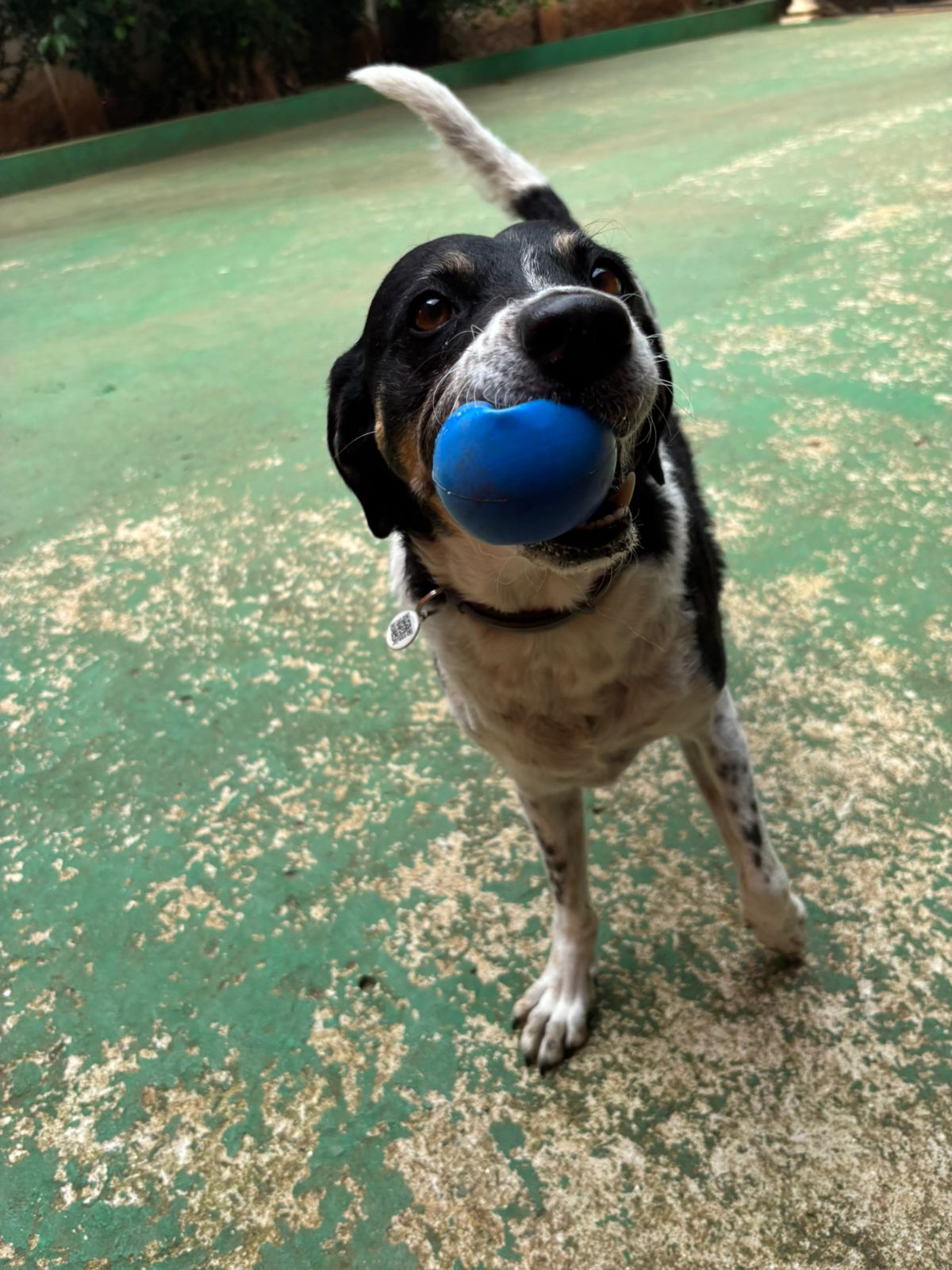 Foto do dia 06/03/2026 11:02  na clínica Animal House
