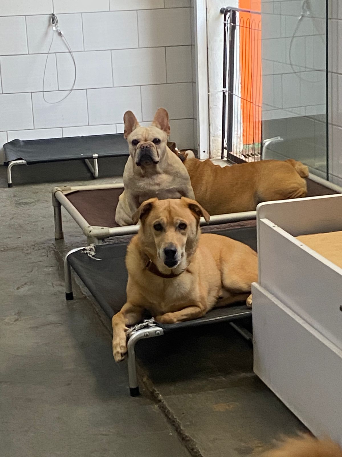 Foto do dia 06/03/2026 16:23  na clínica Animal House