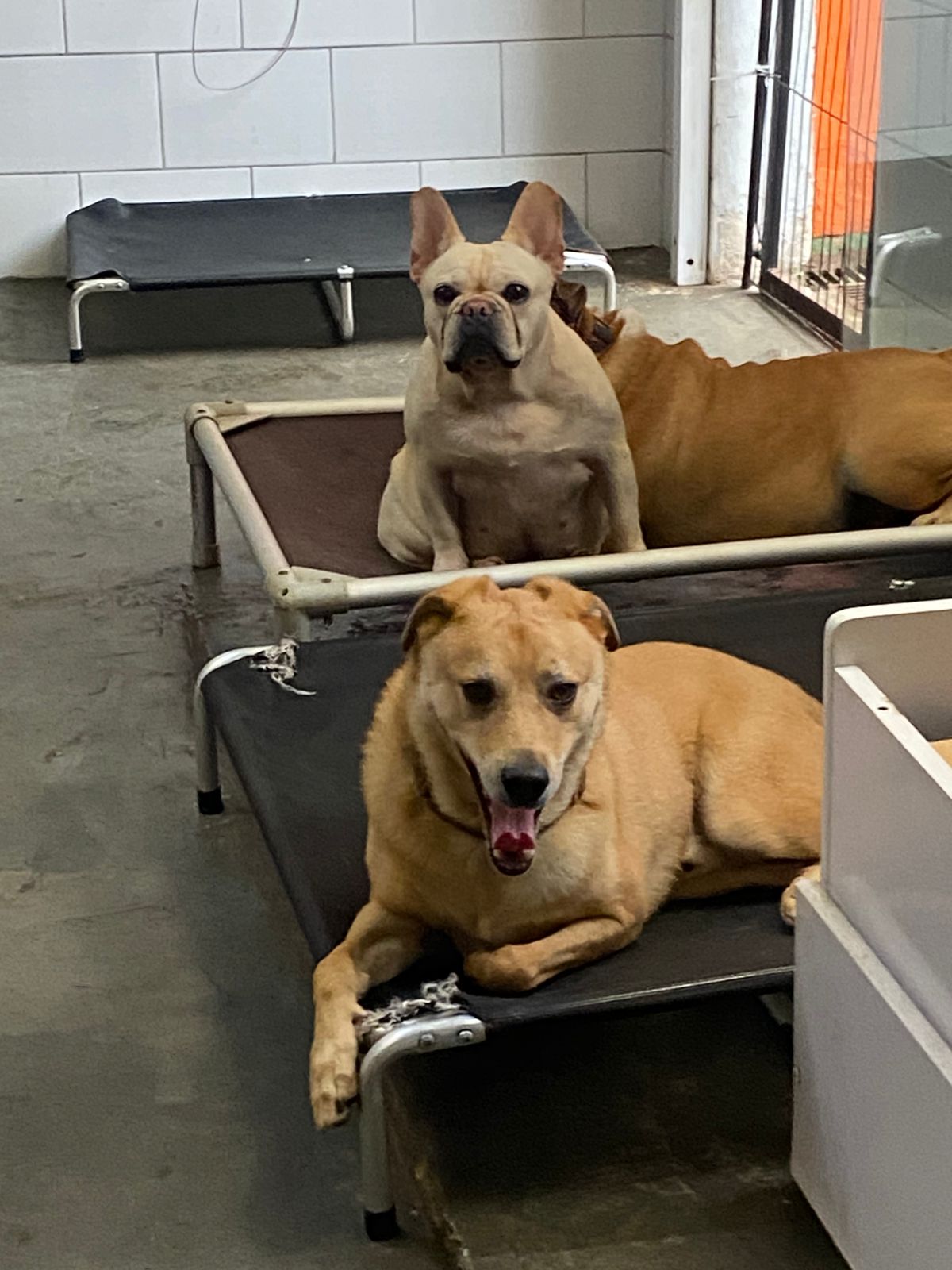 Foto do dia 06/03/2026 16:23  na clínica Animal House