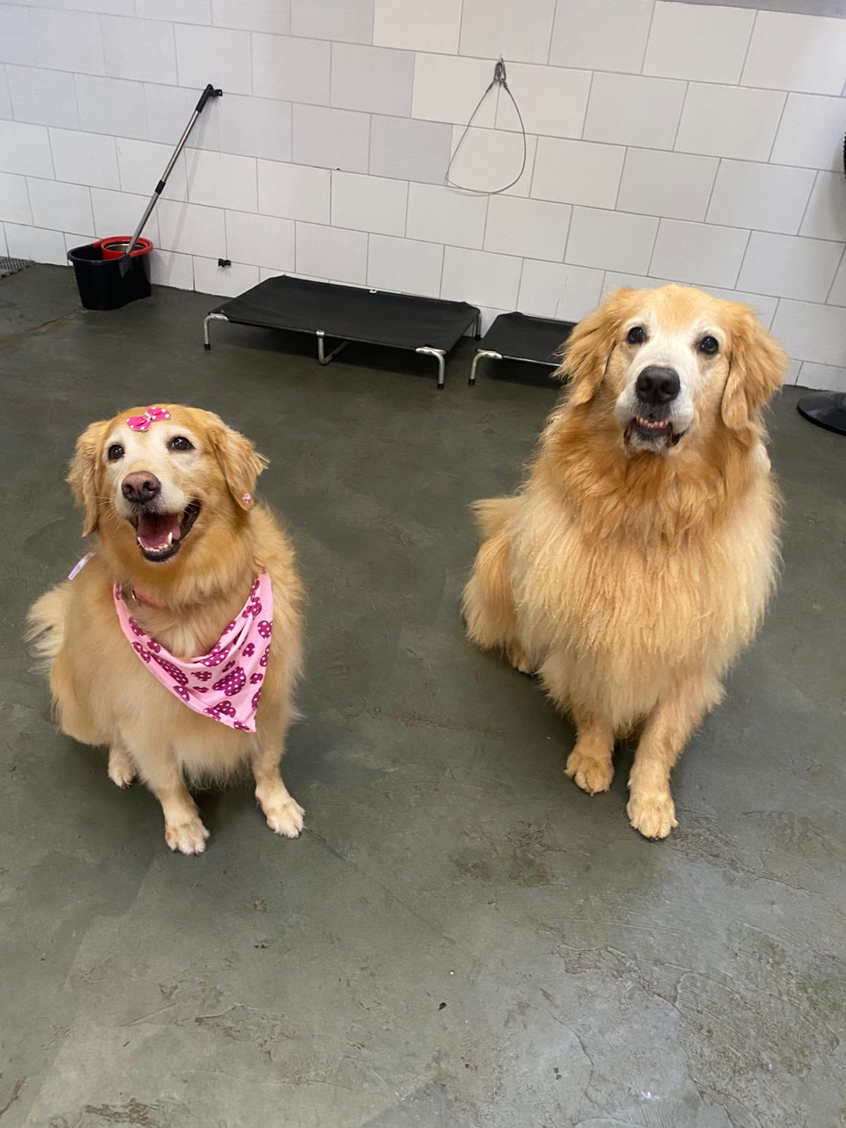 Foto do dia 06/03/2026 16:23  na clínica Animal House