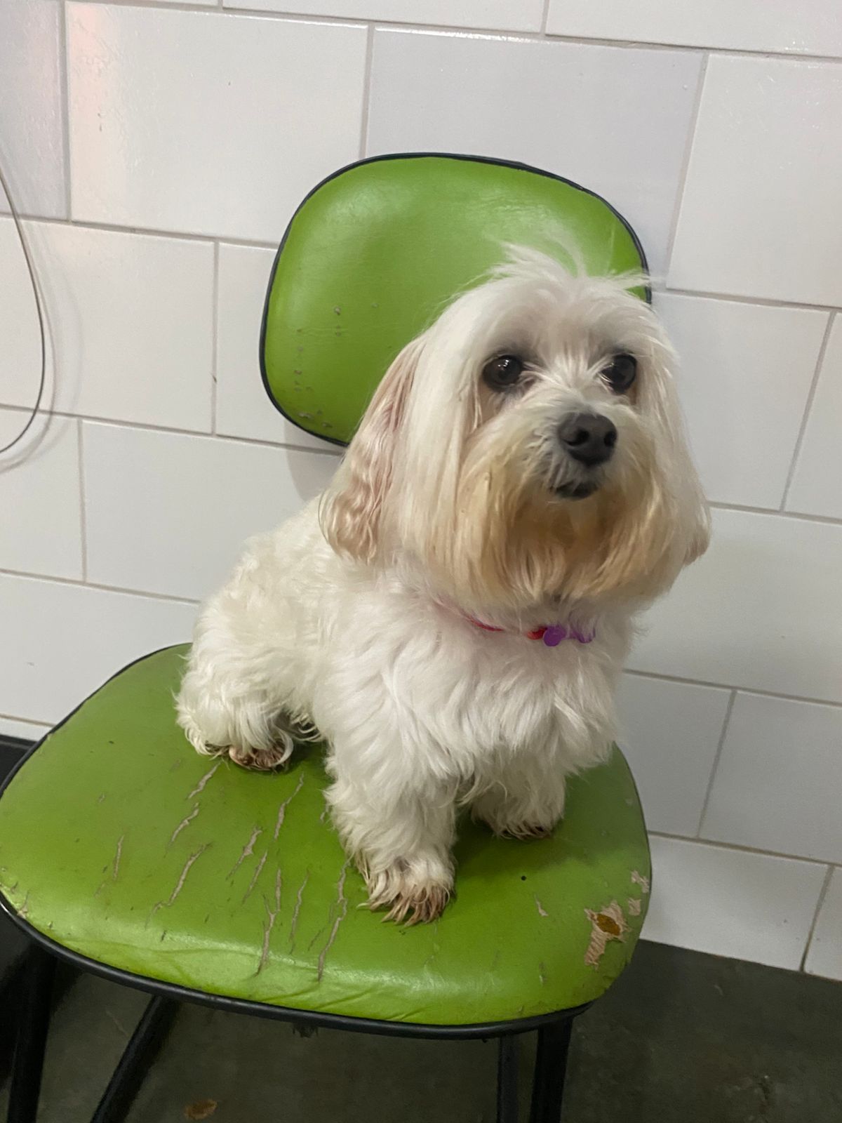 Foto do dia 06/03/2026 16:23  na clínica Animal House