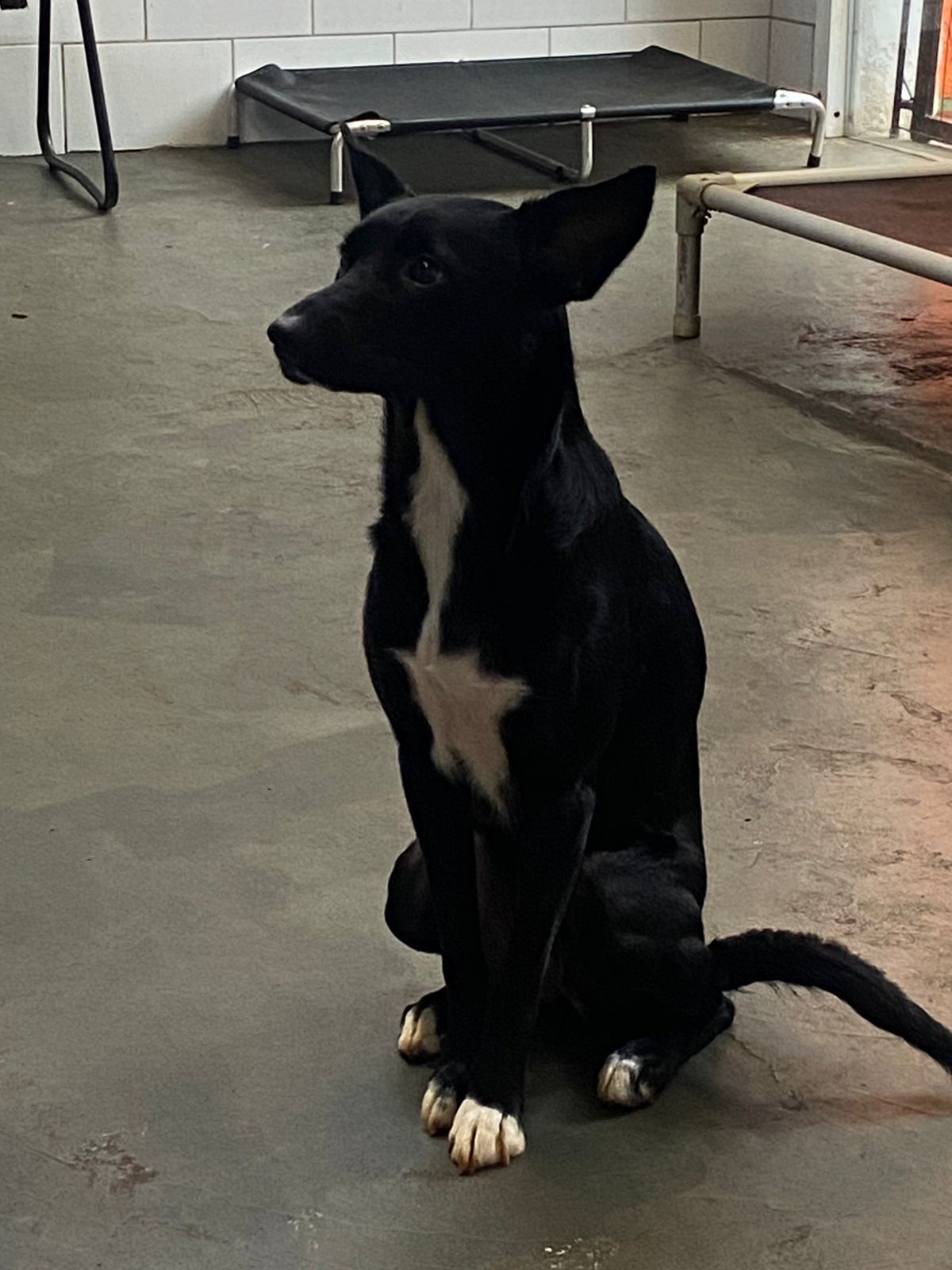 Foto do dia 06/03/2026 16:23  na clínica Animal House