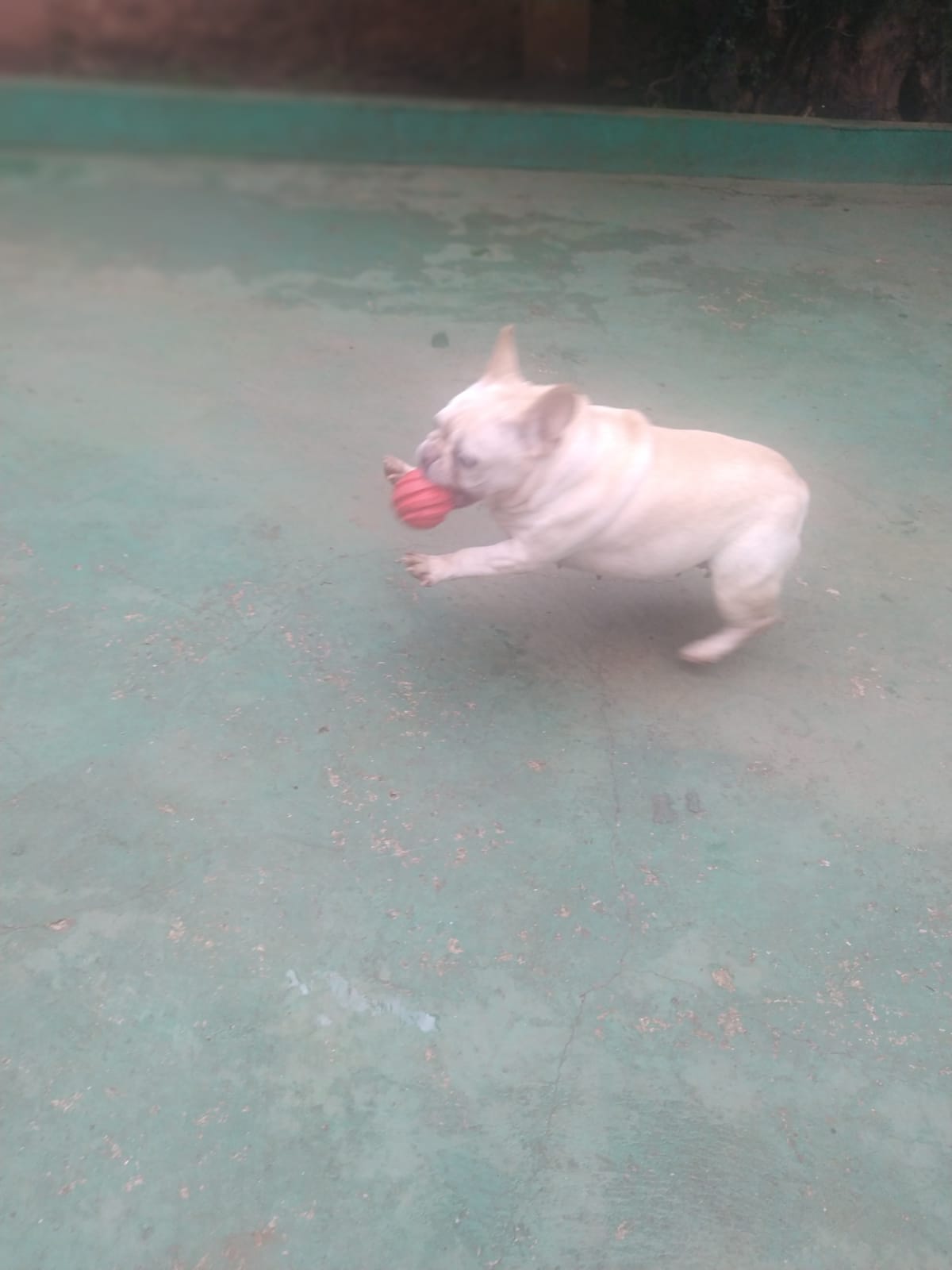 Foto do dia 09/03/2026 10:35  na clínica Animal House