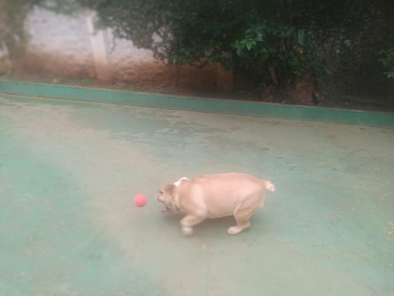 Foto do dia 09/03/2026 10:35  na clínica Animal House