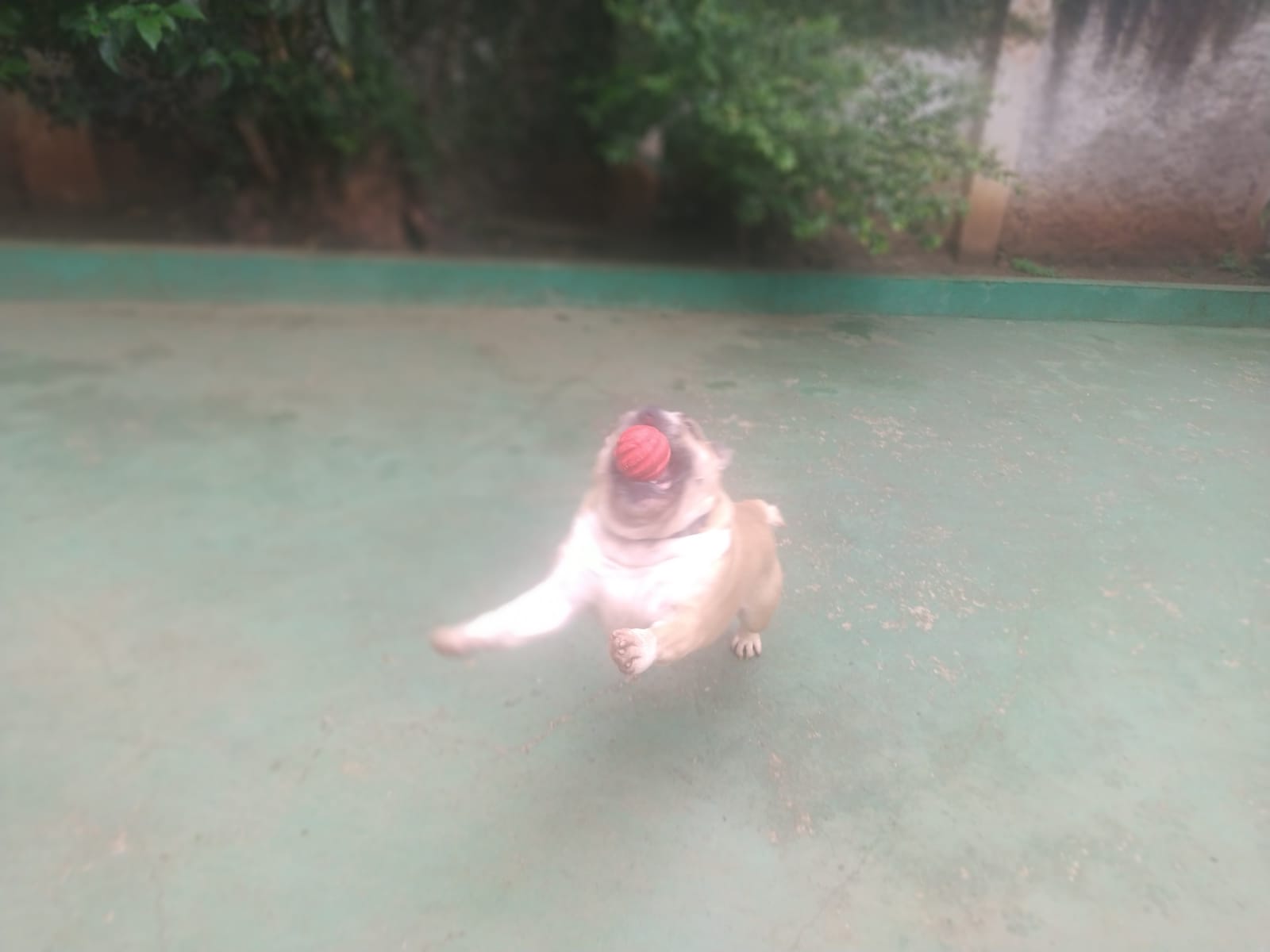 Foto do dia 09/03/2026 10:35  na clínica Animal House