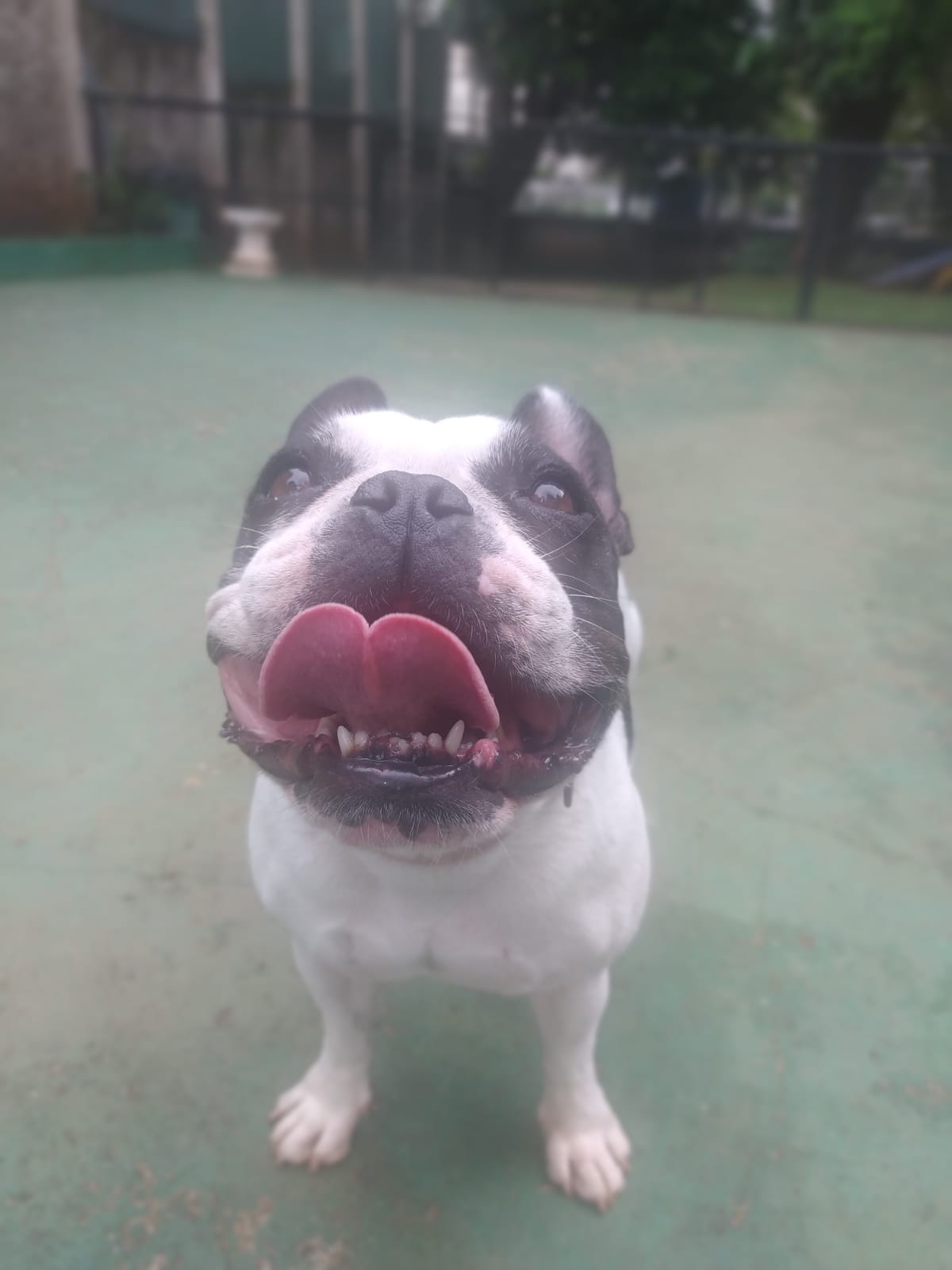 Foto do dia 09/03/2026 10:53  na clínica Animal House