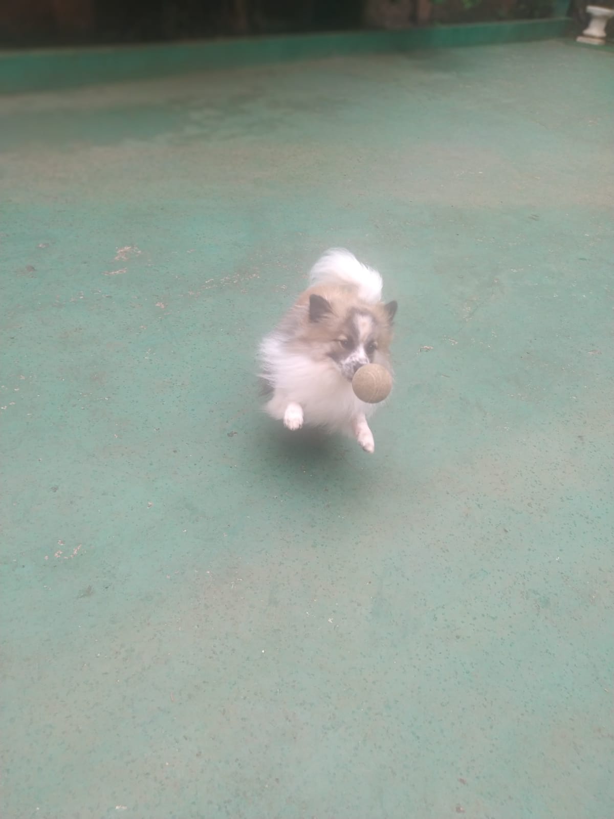 Foto do dia 09/03/2026 11:16  na clínica Animal House