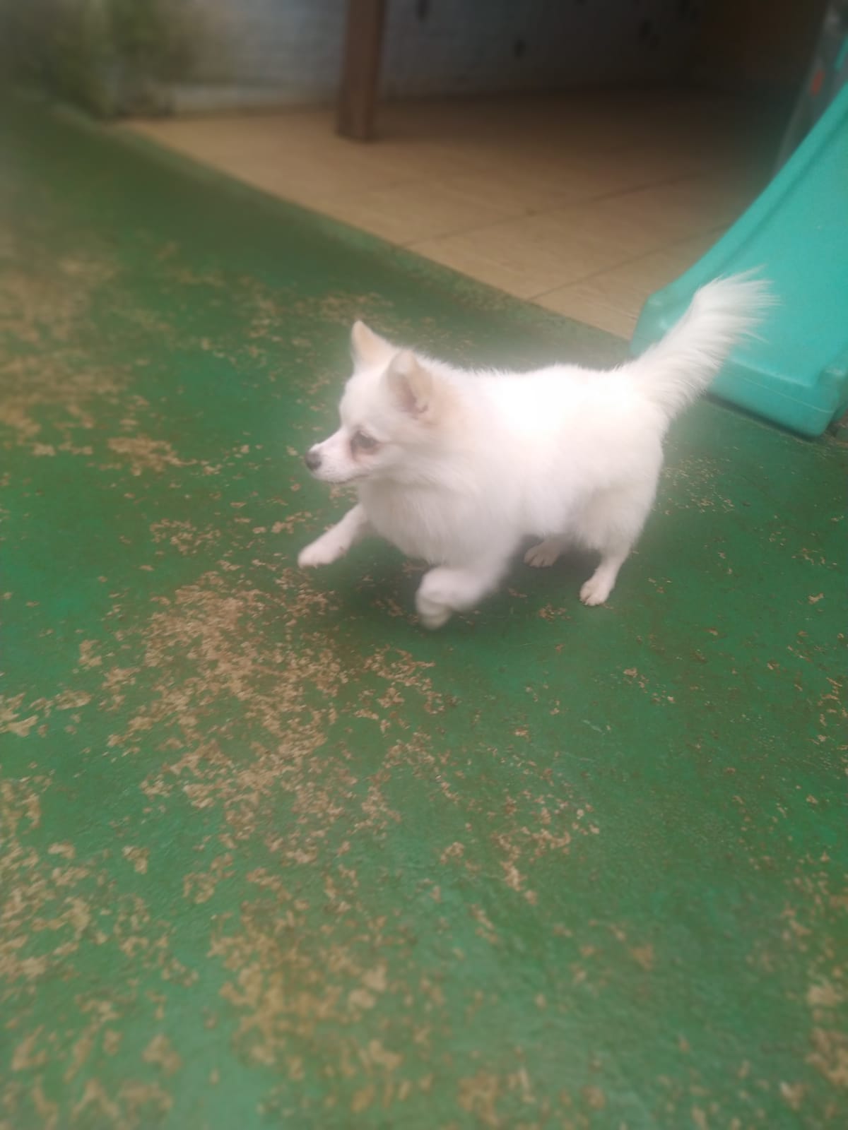 Foto do dia 09/03/2026 11:39  na clínica Animal House