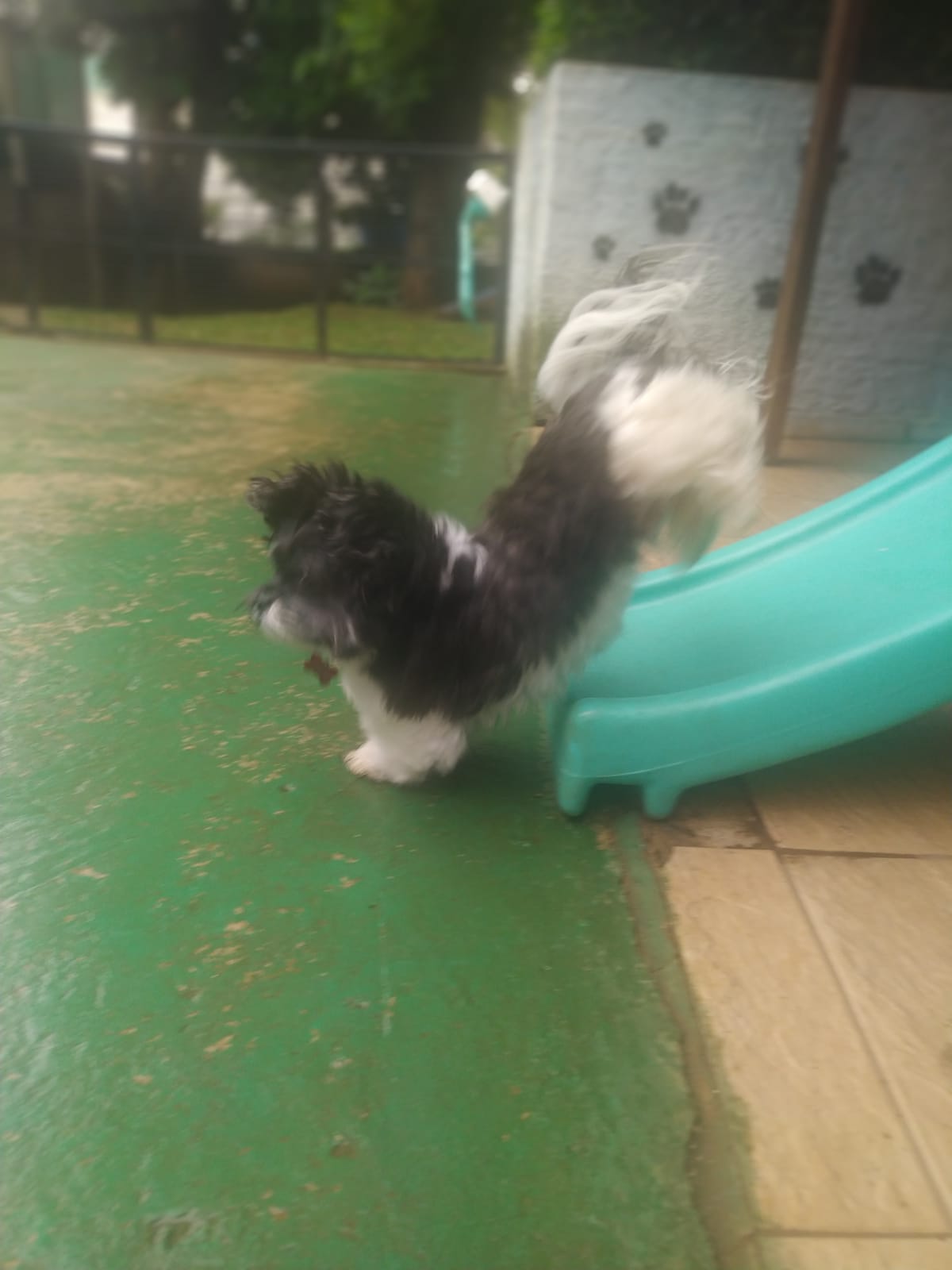 Foto do dia 09/03/2026 11:46  na clínica Animal House