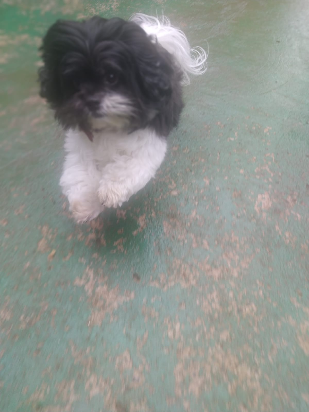 Foto do dia 09/03/2026 11:46  na clínica Animal House