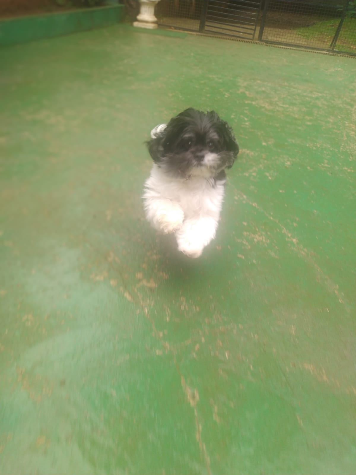 Foto do dia 09/03/2026 11:46  na clínica Animal House