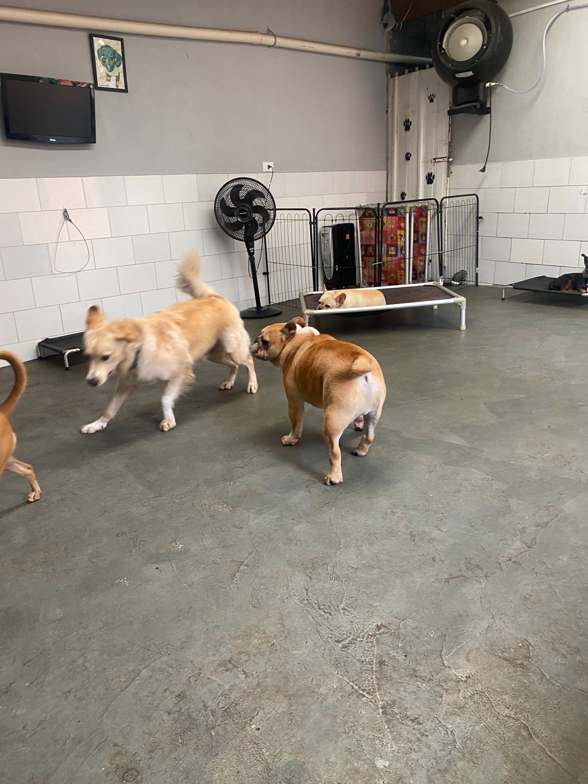 Foto do dia 09/03/2026 14:33  na clínica Animal House