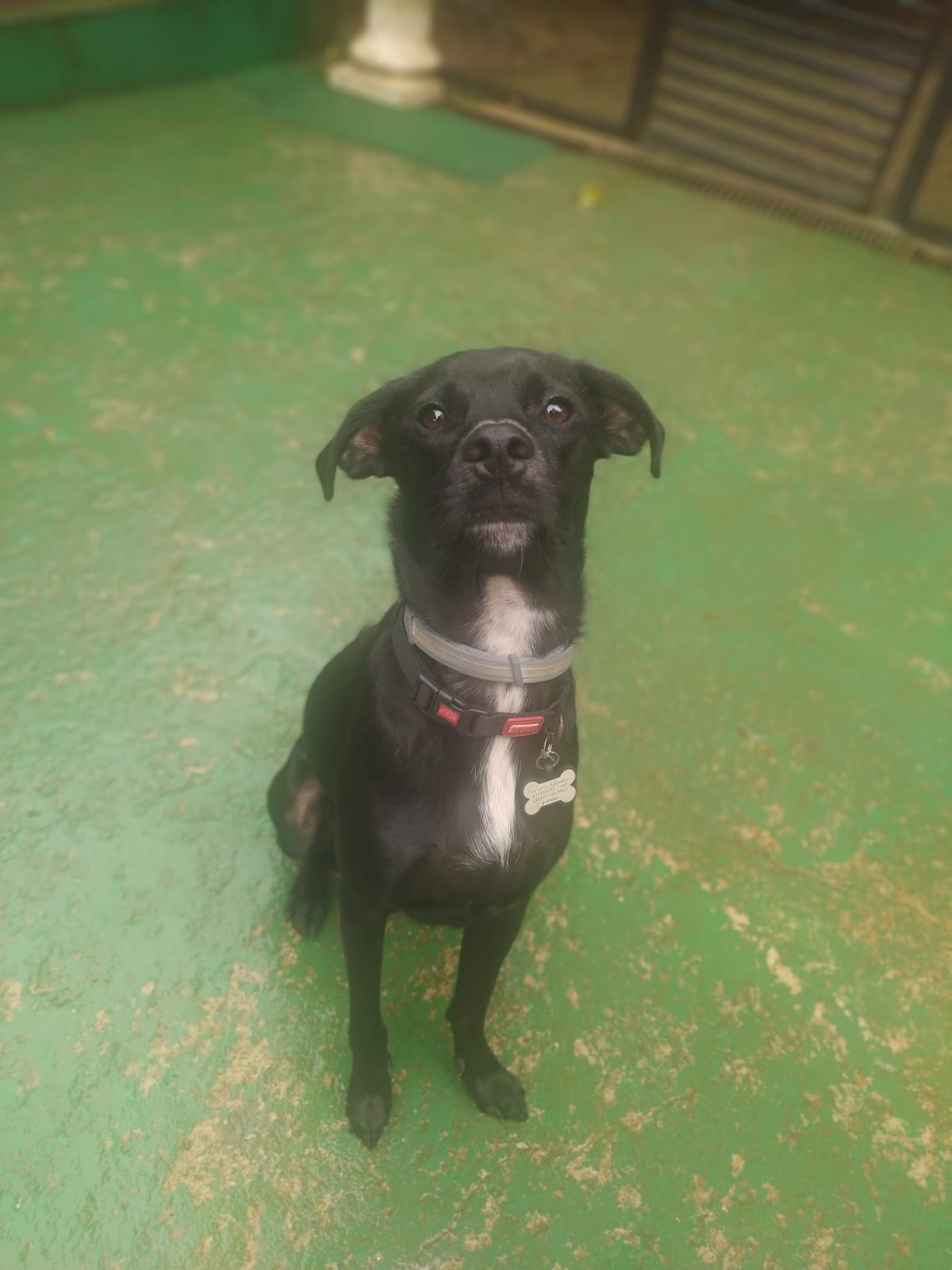 Foto do dia 10/03/2026 10:42  na clínica Animal House