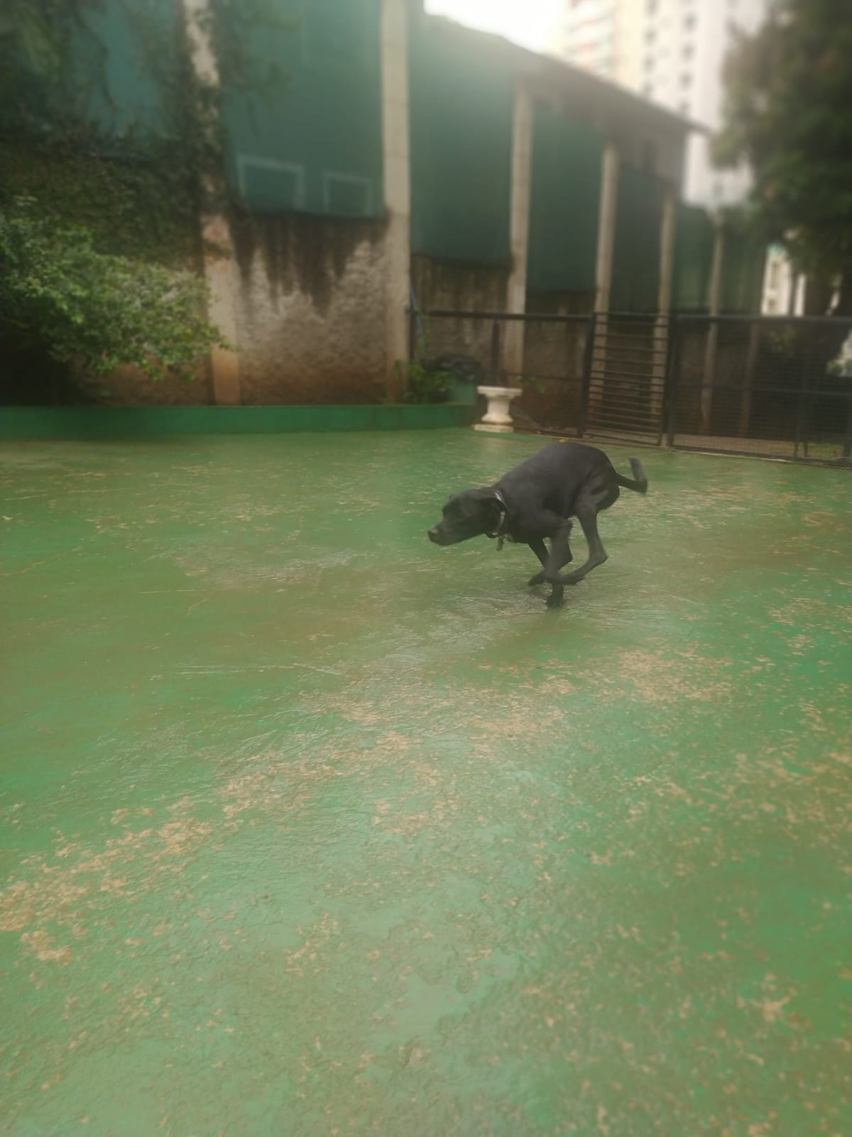 Foto do dia 10/03/2026 10:42  na clínica Animal House