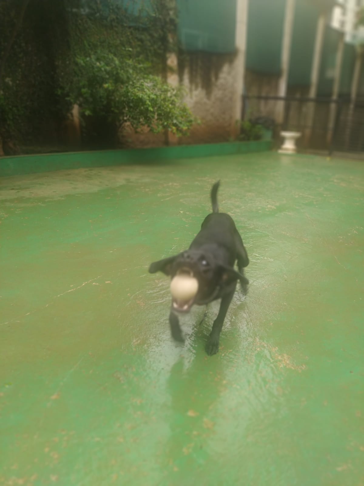 Foto do dia 10/03/2026 10:42  na clínica Animal House