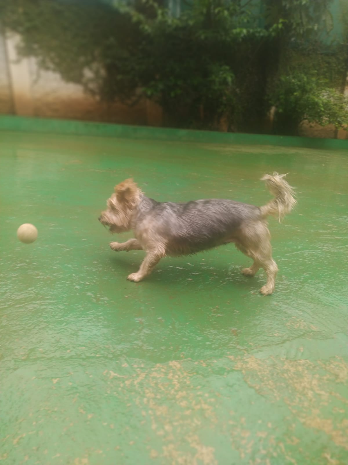 Foto do dia 10/03/2026 10:51  na clínica Animal House