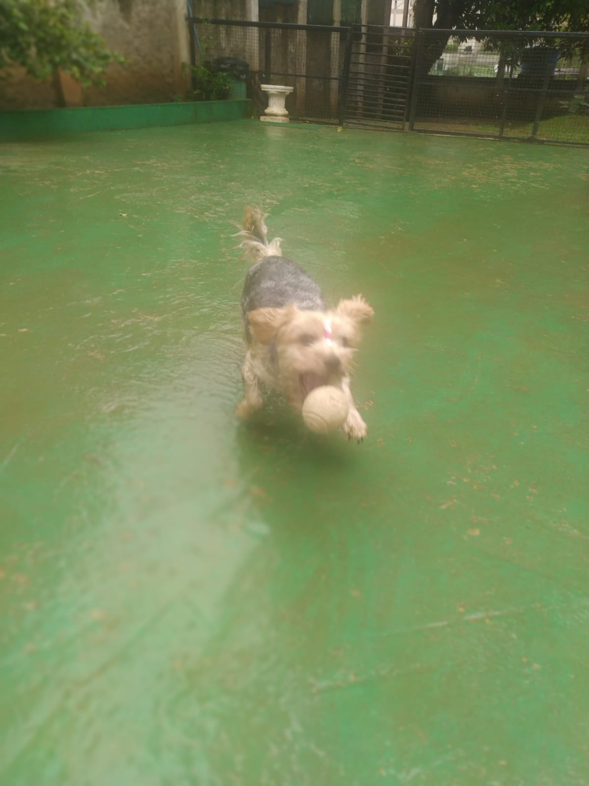 Foto do dia 10/03/2026 10:51  na clínica Animal House