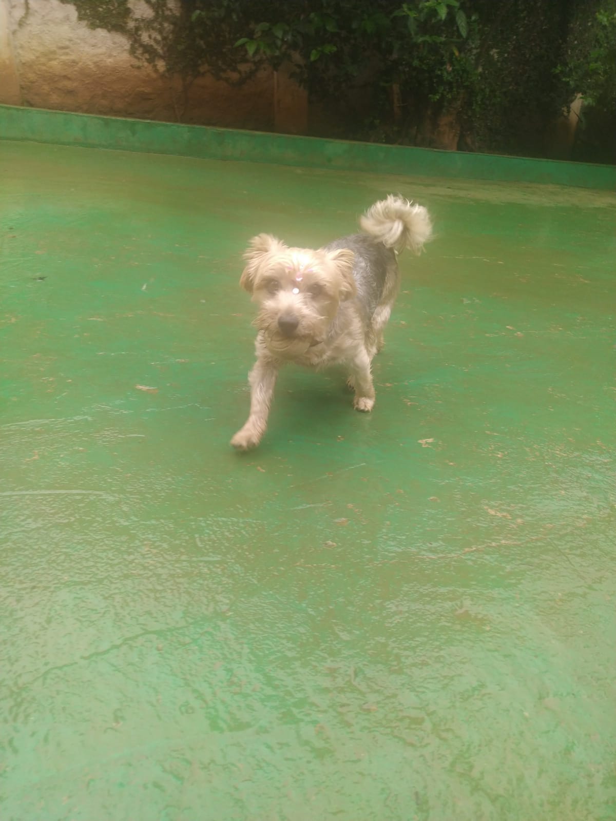 Foto do dia 10/03/2026 10:51  na clínica Animal House