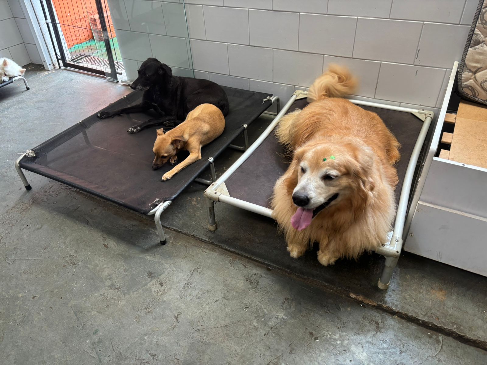 Foto do dia 10/03/2026 10:56  na clínica Animal House