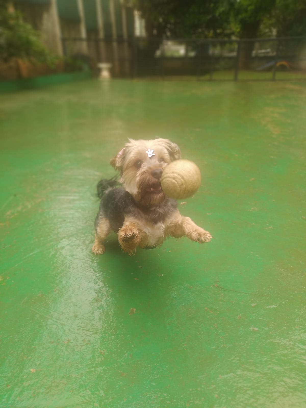 Foto do dia 10/03/2026 11:03  na clínica Animal House