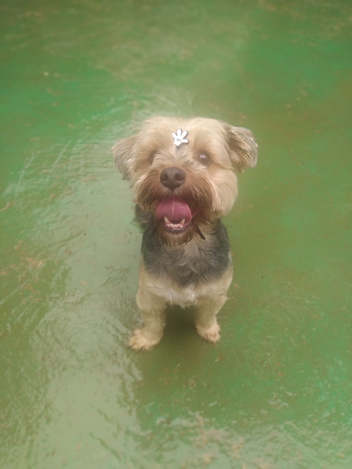 Foto do dia 10/03/2026 11:03  na clínica Animal House