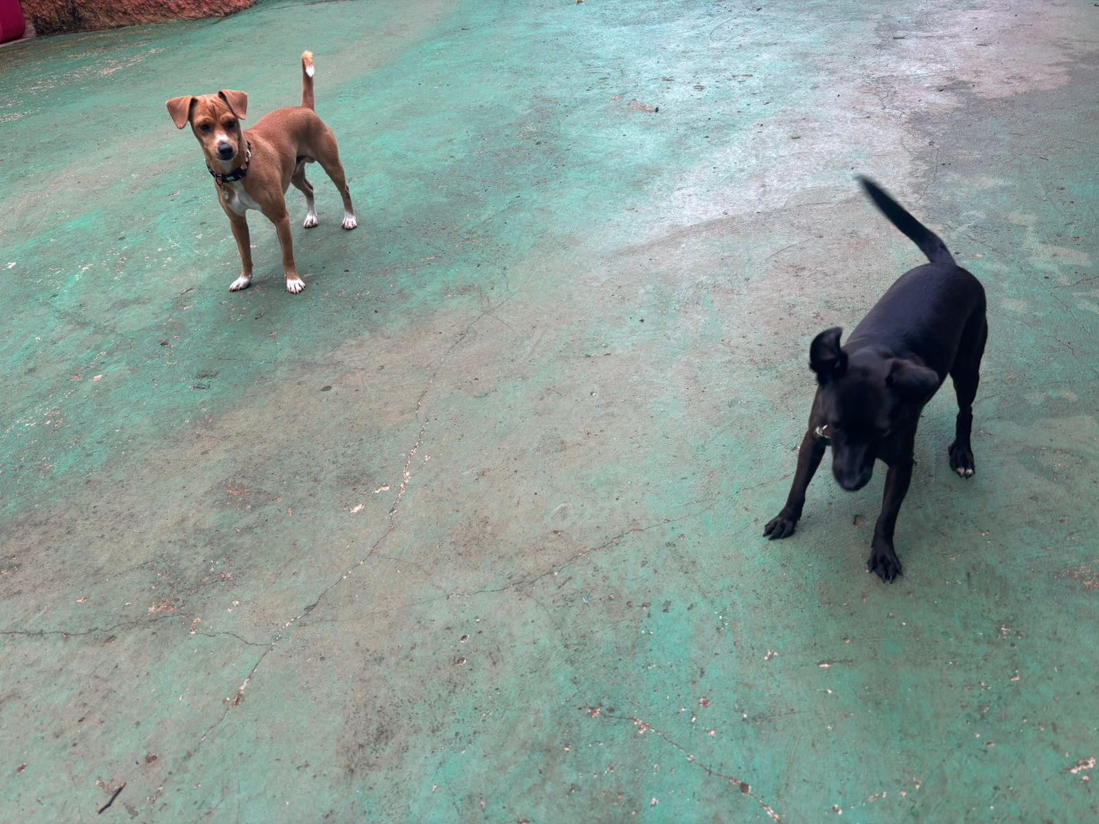 Foto do dia 11/03/2026 09:37  na clínica Animal House