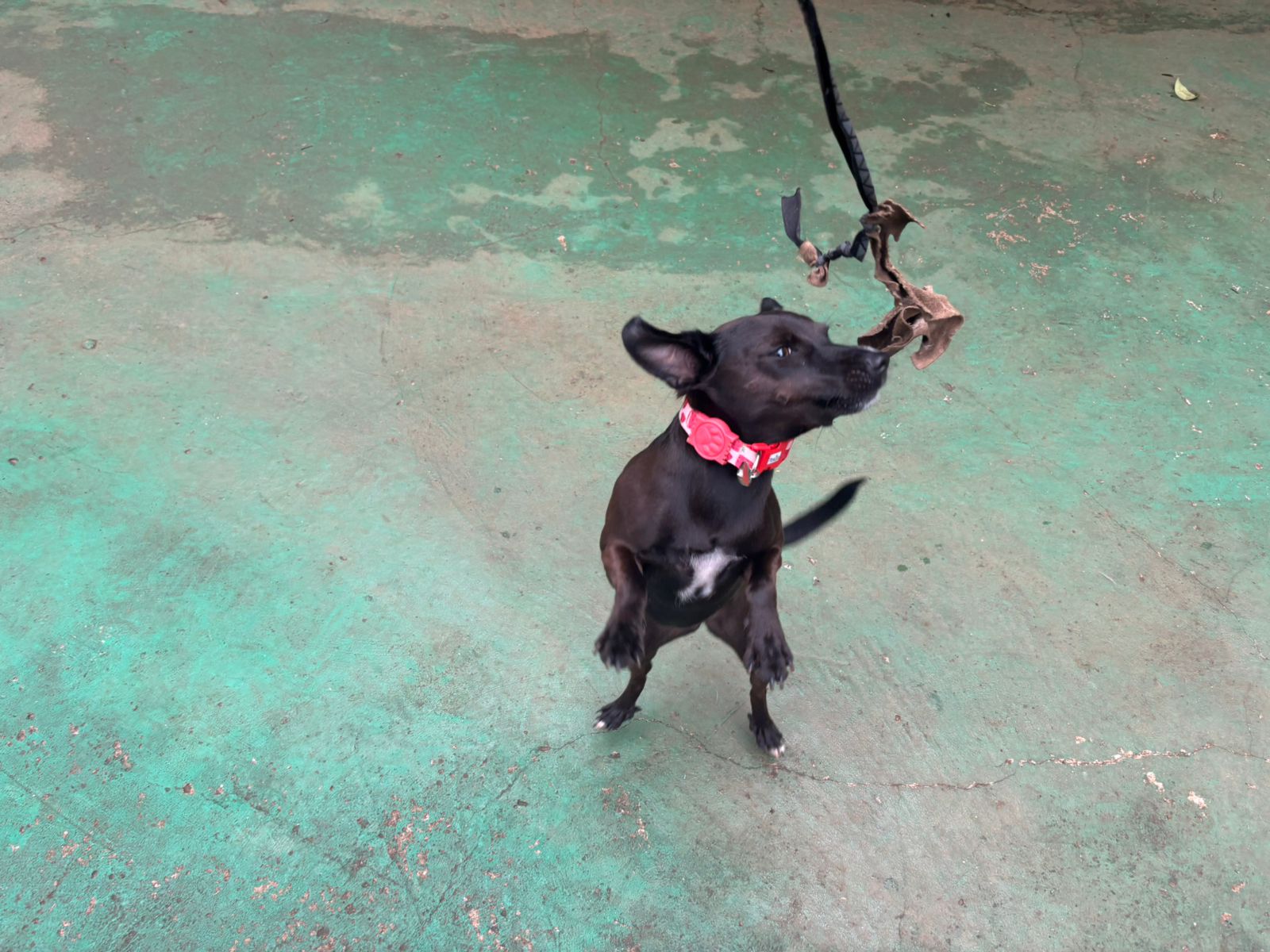 Foto do dia 11/03/2026 09:37  na clínica Animal House