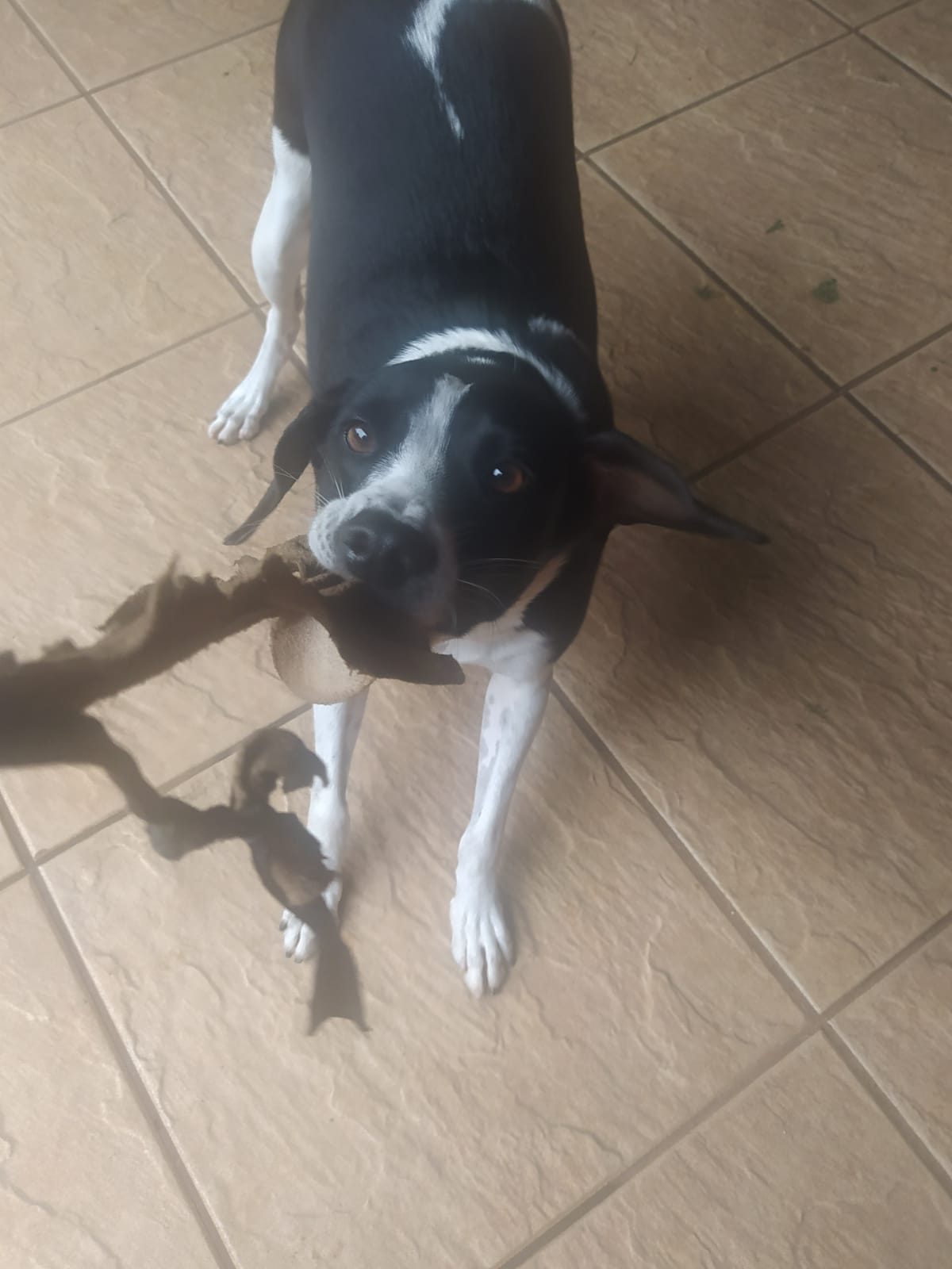 Foto do dia 11/03/2026 10:46  na clínica Animal House