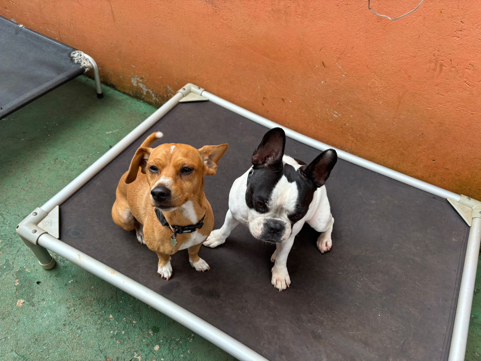 Foto do dia 11/03/2026 11:16  na clínica Animal House