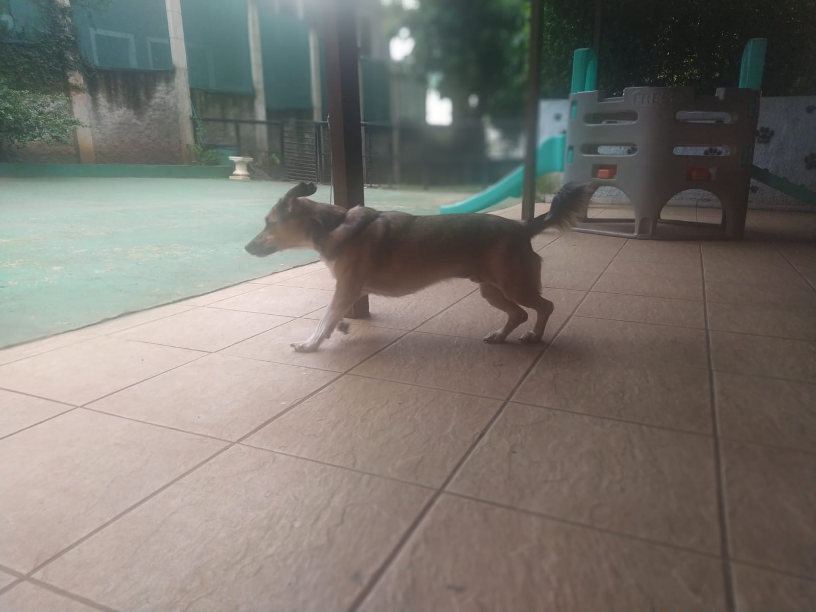 Foto do dia 11/03/2026 11:24  na clínica Animal House