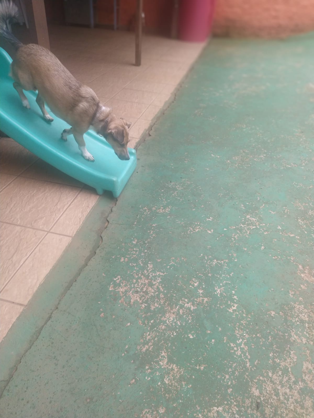 Foto do dia 11/03/2026 11:24  na clínica Animal House