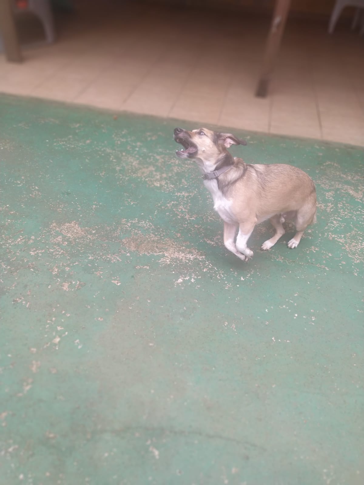 Foto do dia 11/03/2026 11:24  na clínica Animal House