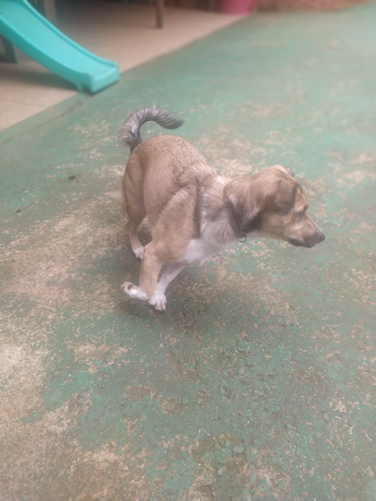 Foto do dia 11/03/2026 11:24  na clínica Animal House